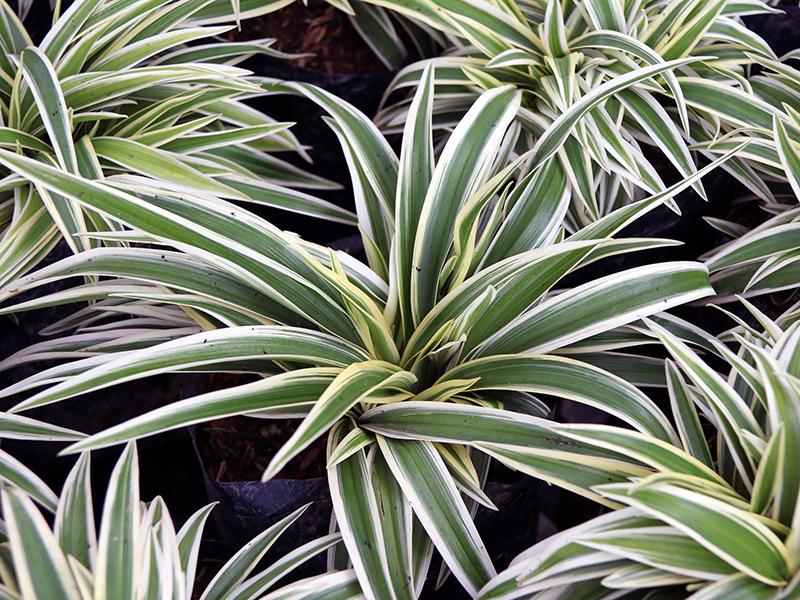 planter gode for indeklimaet planter gode for indeklimaet
